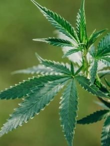 爱荷华州——关注大麻农对联邦大麻法规的错误理解