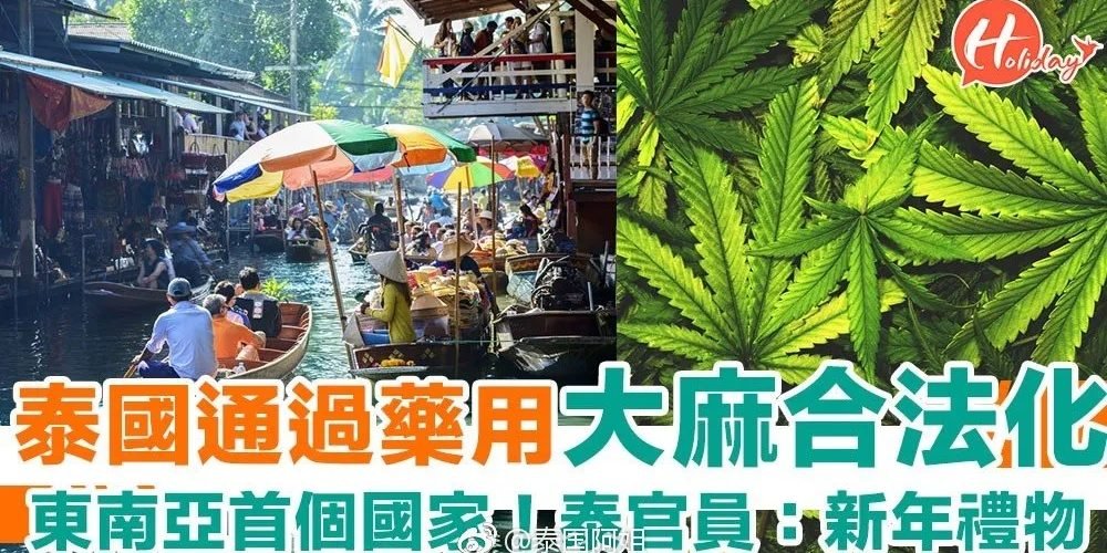 大麻被泰国政府视为植物黄金，全国都在“大麻商品化”