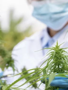 美国参议院一致通过《大麻二酚和大麻研究扩展法案》