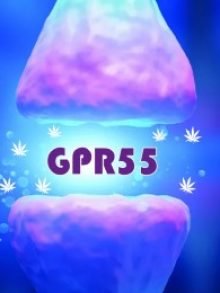 GPR55-第三类大麻受体