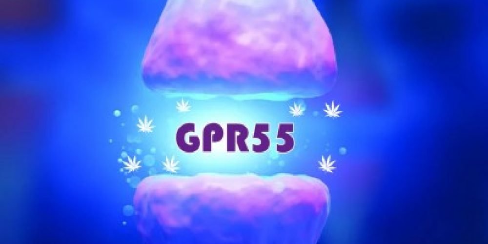 GPR55-第三类大麻受体
