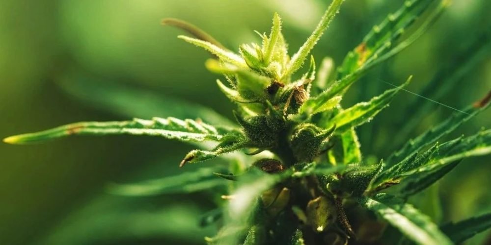 黑龙江开展工业大麻种子筛选 紫鑫药业三个品种进入试验