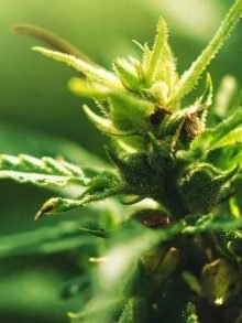 黑龙江开展工业大麻种子筛选 紫鑫药业三个品种进入试验