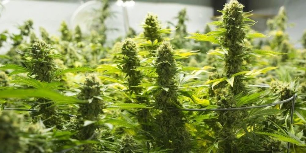 哥伦比亚颁布新法规开放大麻市场！