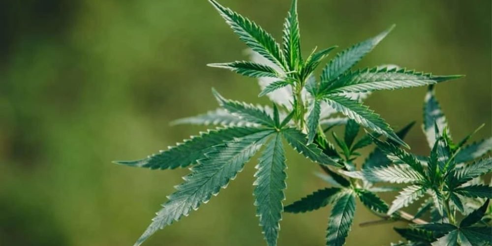 大麻合法化，到底走到了哪一步？