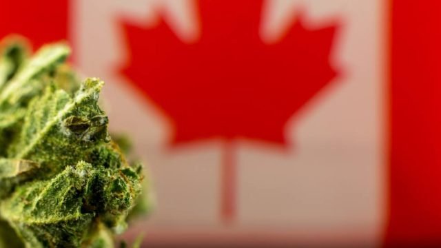 加拿大大麻牌照种类及如何申请