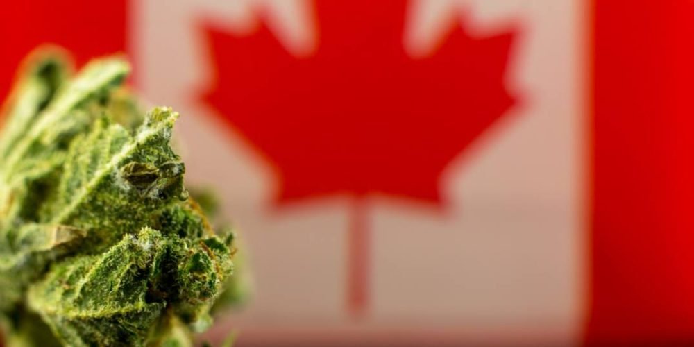 加拿大大麻牌照种类及如何申请