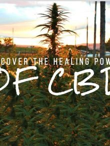 医用大麻二酚的药理作用，凭什么CBD能治病