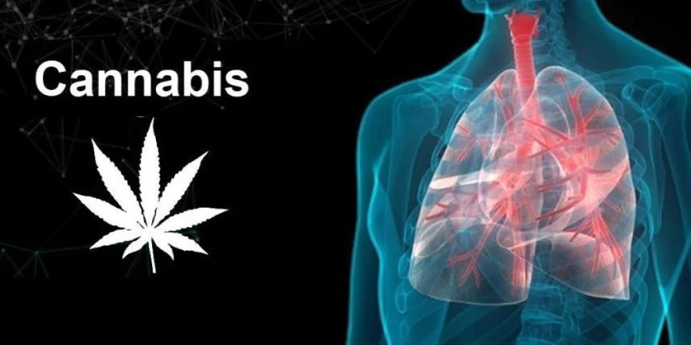 药用大麻能治疗新冠肺炎是真的吗？