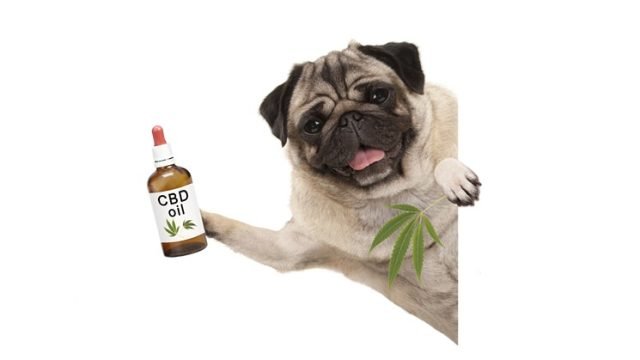 The Evolving Relationship Between Cannabis & Modern-Day Veterinary Medicine
