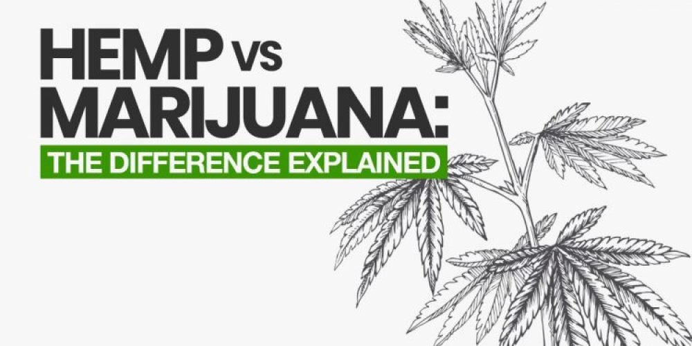 What’s the difference between hemp and marijuana?