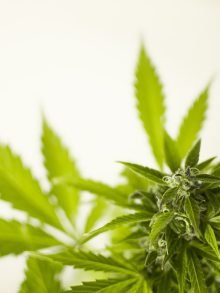 卢森堡将在欧洲首推大麻合法化，数月后公布细节