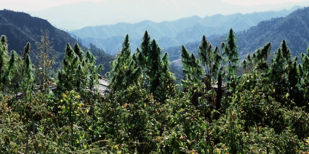 中国悄然兴起大麻种植热潮