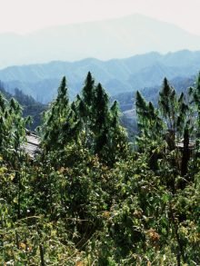 中国悄然兴起大麻种植热潮