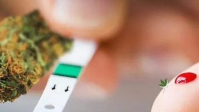 通过大麻治疗糖尿病神经痛启动临床研究