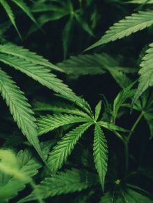 线上大麻活动被热捧,今年开始在家参与大麻420!!