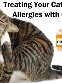 cbd治疗猫皮肤过敏