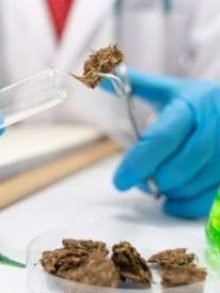 三则关于大麻二酚(CBD)与新冠肺炎的信息