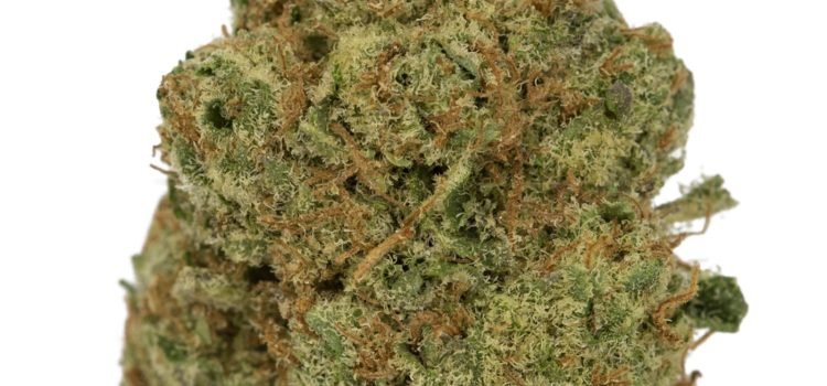 单车OG（Biker OG）