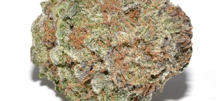 蓝阿麻（Blue Afghani）