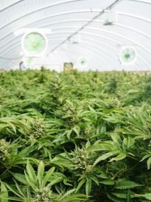 大麻现在是不列颠哥伦比亚省的主要农作物。
但并非所有农民都喜欢高