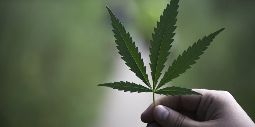 汉麻（工业大麻/大麻）科普，你想了解的大麻情报都在这里了！