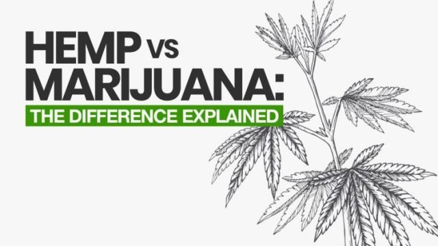 What’s the difference between hemp and marijuana?