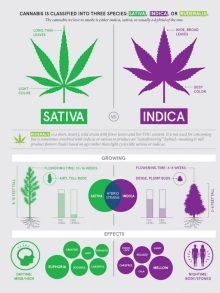 如何找到最适合您的品种：完整的医用大麻用户指南