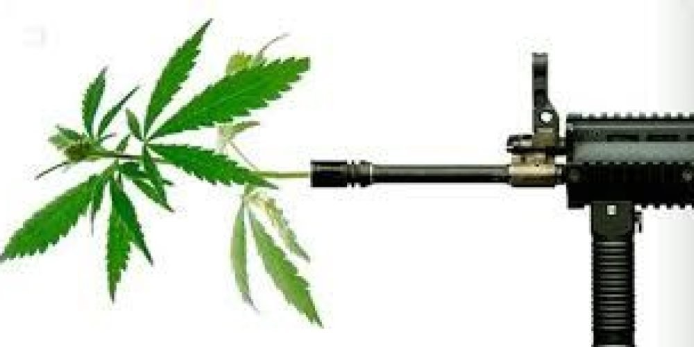 对名列前5的大麻二酚（CBD）品种之讨论