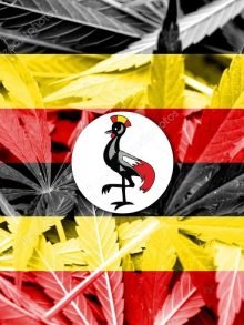 乌干达将为德国和加拿大提供医用大麻